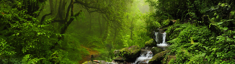 the Amazon Rainforest